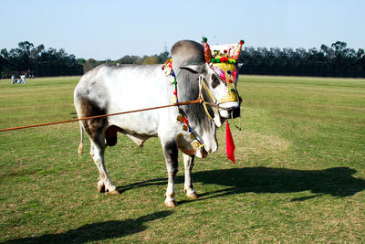 Horse cart on field