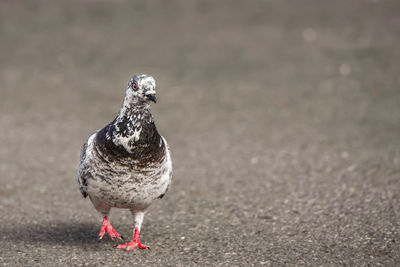 Close-up of a bird