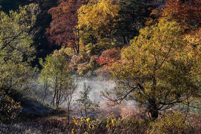 Reflection of trees in water