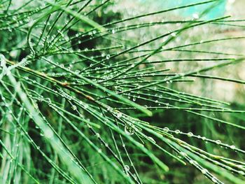 Close-up of wet pine tree