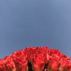 Close-up of red rose against blue sky