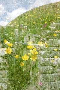 Close-up of yellow flowering plants on land