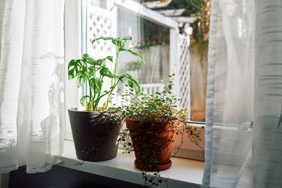 Monstera houseplant and muehlenbeckia in pots on the windowsill next to the window.