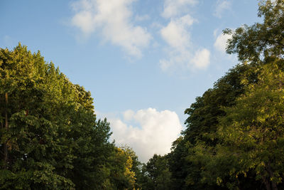 Low angle view of trees against sky
