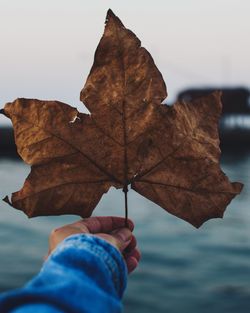 Cropped hand holding dry maple leaf against sky