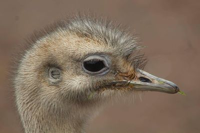 Close-up of a bird