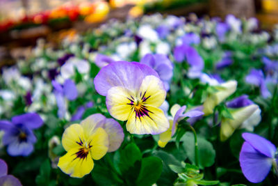 Close-up of purple flowering plant