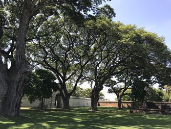 Trees in park against sky