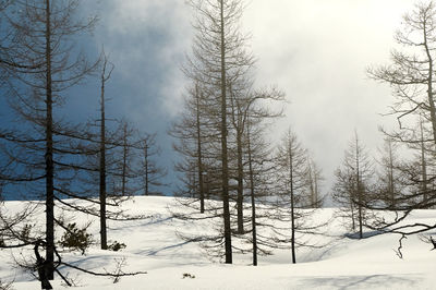 Bare trees on snow covered land