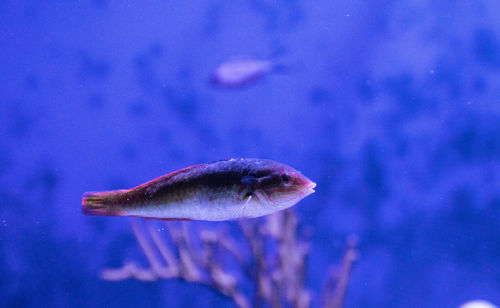 Rainbow wrasse halichoeres pictus fish swimming through a coral reef