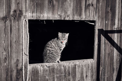Portrait of cat on wood