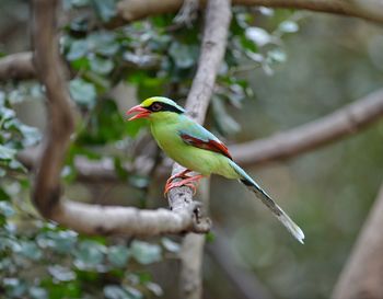 Close-up of bird perching on branch