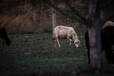 Sheep standing in a field