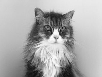 Close-up portrait of a cat against white background