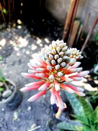 Close-up of pink flowering plant