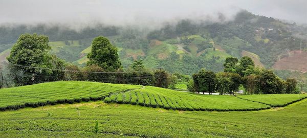 Scenic view of agricultural field