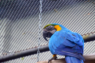 Close-up of parrot in cage