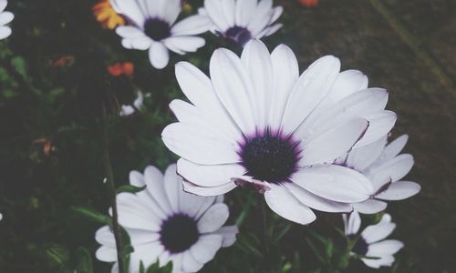 Close-up of white flowers blooming outdoors