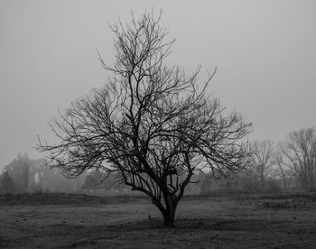 Bare tree on field against clear sky