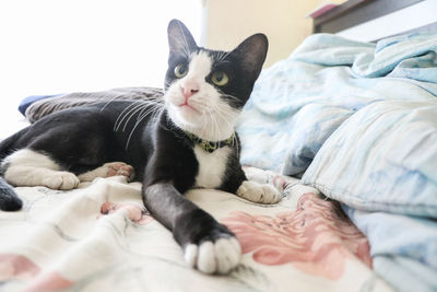 Portrait of cat resting on bed