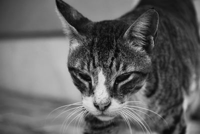 Close-up portrait of a cat