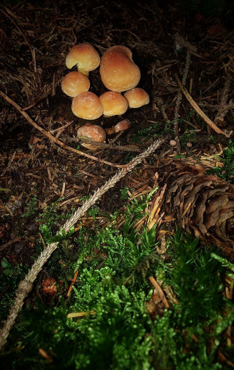 HIGH ANGLE VIEW OF MUSHROOMS ON FIELD