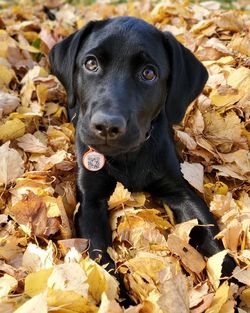 Close-up of dog standing on dry leaves during autumn