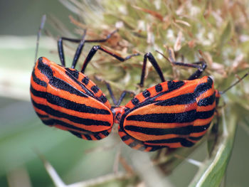 Close-up of butterfly on leaf