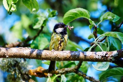 Bird perching on branch