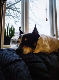 Close-up of dog relaxing on window at home