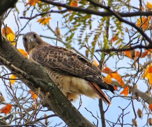 Low angle view of birds perching on branch