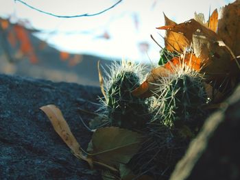 Close-up of dried leaves on plant