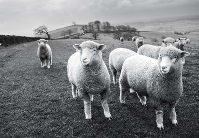 Cow grazing on field