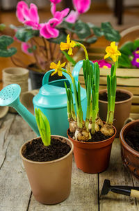 Close-up of potted plant