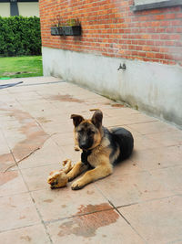 Dog lying down on footpath