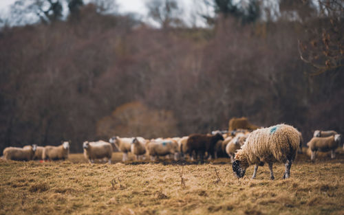 Sheep grazing on field