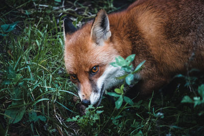 Close-up portrait of a dog on field