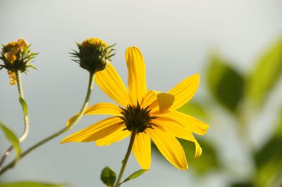 Close-up of yellow flowering plant