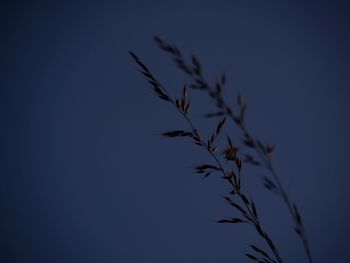 Close-up of silhouette plant against clear blue sky