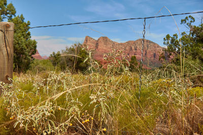 Close-up of plants on field against sky