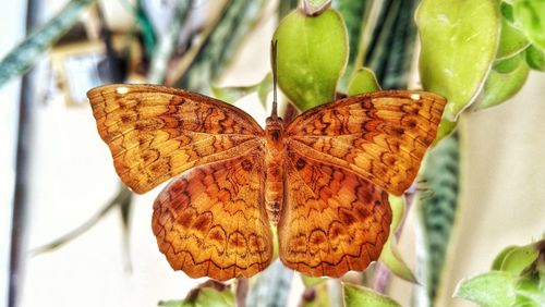 Close-up of butterfly on flower