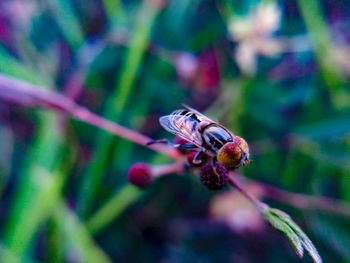 Close-up of insect on flower