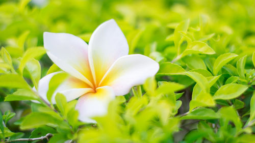 Close-up of white flowering plant