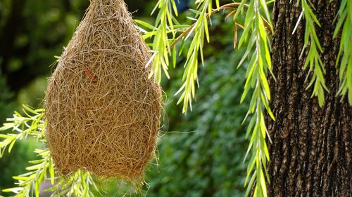 Animal nest hanging by tree