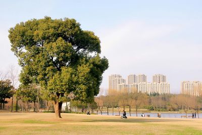 Trees growing on field by lake in park against sky