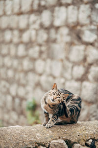 Close-up of a cat on wall