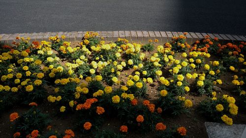 High angle view of sunflowers blooming outdoors