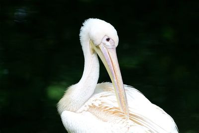 Close-up of white stork on field