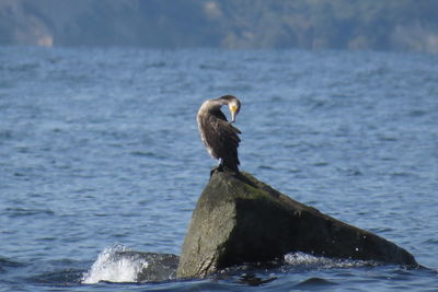 Cormorant perching on rock at baltic sea