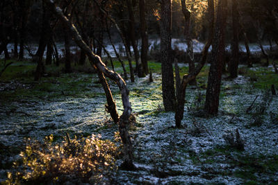 Trees in forest